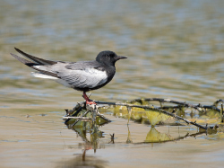 Witvleugelstern - Lesbos