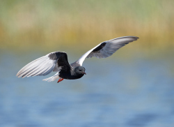 Witvleugelstern - Lesbos