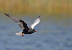 Witvleugelstern - Lesbos