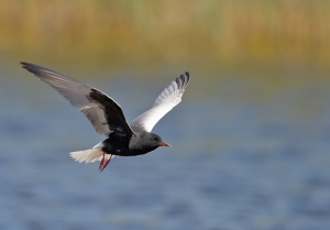 Witvleugelstern - Lesbos