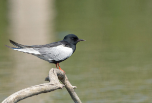 Witvleugelstern - Lesbos