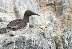 Zeekoet - Farne Islands
