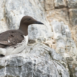 Zeekoet - Farne Islands