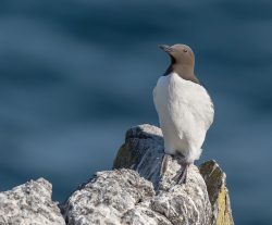 Zeekoet - Isle off  May (Schotland)