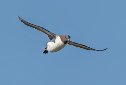 Zeekoet - Isle off  May (Schotland)