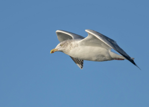 Zilvermeeuw - Huisduinen