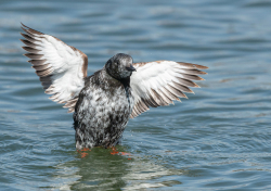 Zwarte zeekoet - Texel