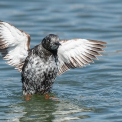 Zwarte zeekoet - Texel