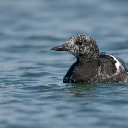 Zwarte zeekoet - Texel