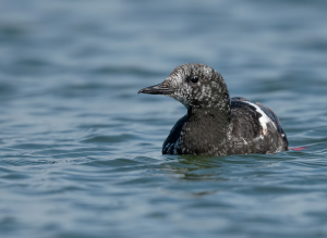 Zwarte zeekoet - Texel