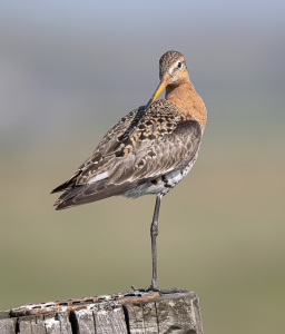 Grutto - polder Arkemheen