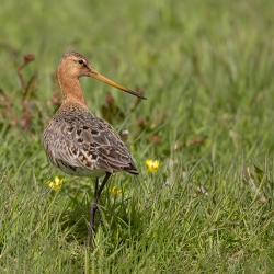 Grutto - polder Arkemheen