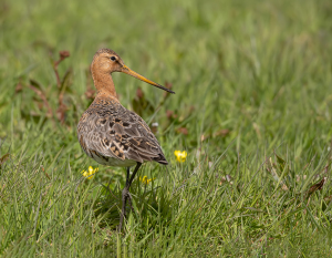 Grutto - polder Arkemheen
