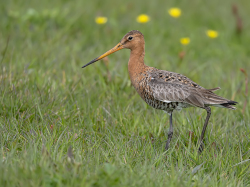 Grutto - polder Arkemheen