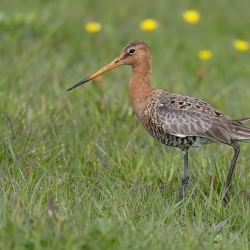 Grutto - polder Arkemheen