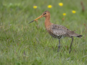 Grutto - polder Arkemheen
