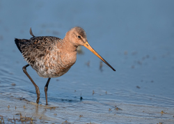 Grutto - polder Arkemheen