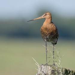 Grutto - polder Arkemheen