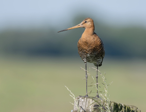 Grutto - polder Arkemheen