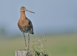 Grutto - polder Arkemheen
