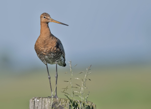 Grutto - polder Arkemheen