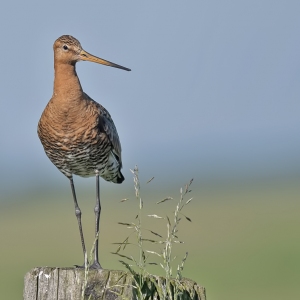 Grutto - polder Arkemheen