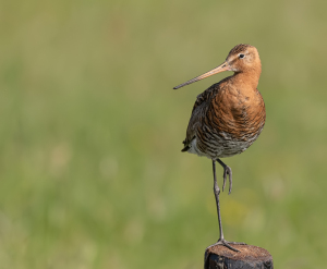 Grutto - polder Arkemheen