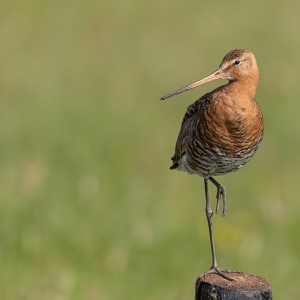 Grutto - polder Arkemheen