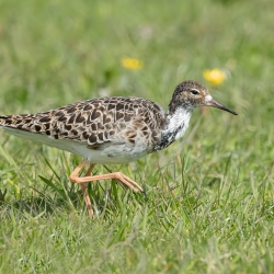 Kemphaan - polder Arkemheen