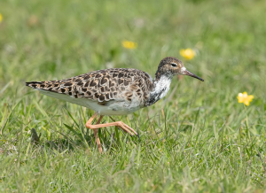 Kemphaan - polder Arkemheen