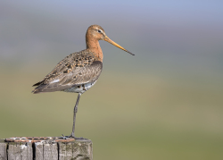 Grutto - polder Arkemheen