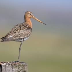 Grutto - polder Arkemheen