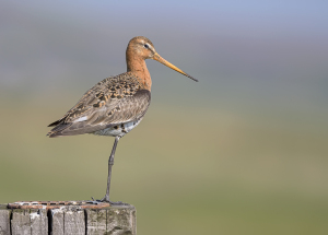 Grutto - polder Arkemheen