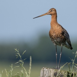 Grutto - polder Arkemheen