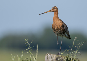 Grutto - polder Arkemheen