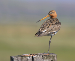 Grutto - polder Arkemheen