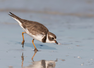 Amerikaanse bontbekplevier - Florida