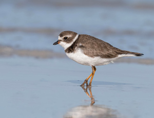 Amerikaanse bontbekplevier - Florida
