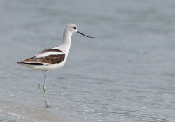 Amerikaanse kluut - Florida