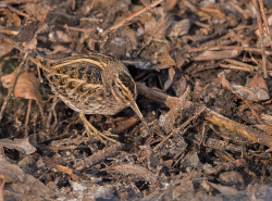 Bokje - Ruigenhoekse Polder