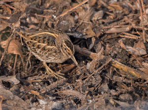 Bokje - Ruigenhoekse Polder