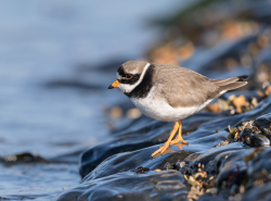 Bontbekplevier - Huisduinen