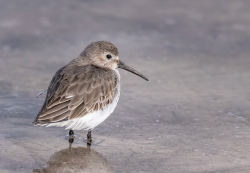 Bonte strandloper - Florida