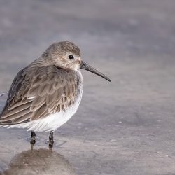 Bonte strandloper - Florida