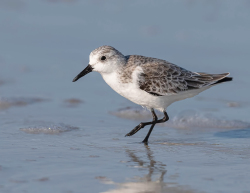 Drieteenstrandloper - Florida