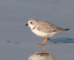 Dwergplevier - Florida