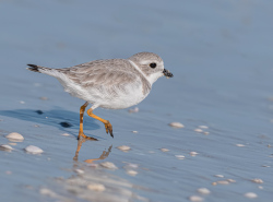 Dwergplevier - Florida