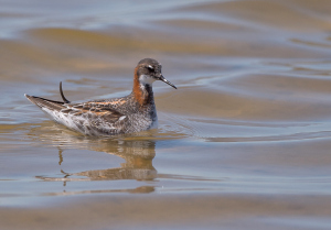 Grauwe franjepoot - Camarque Frankrijk
