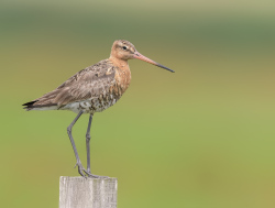 Grutto - polder Arkemheen