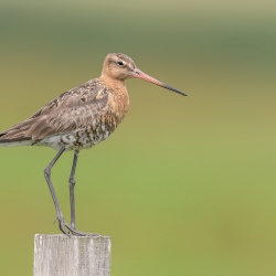 Grutto - polder Arkemheen